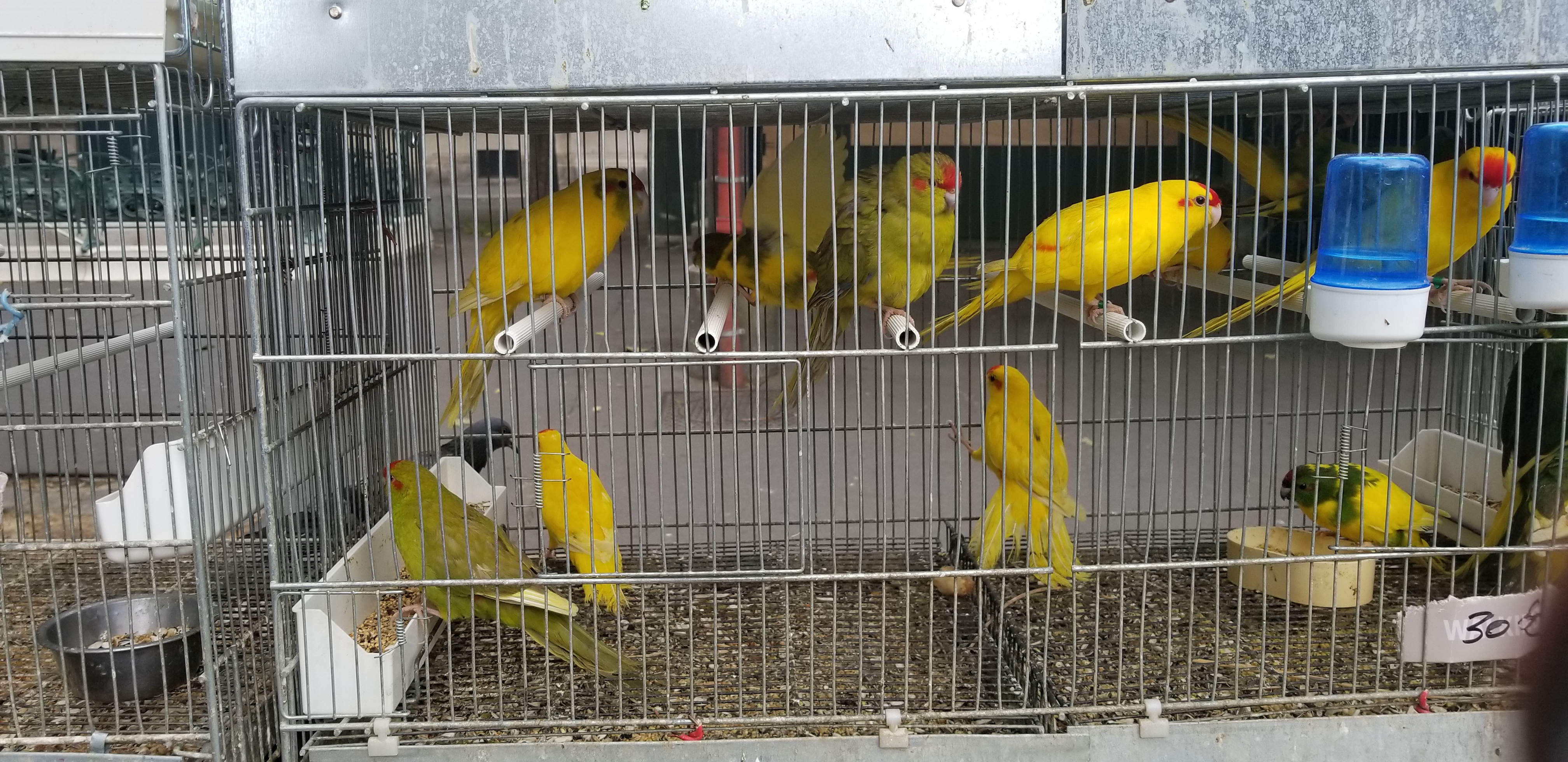 bird market