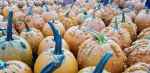 fall decor pumpkins decor ideas acorns candy corn decorating