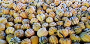 fall decor pumpkins decor ideas acorns candy corn decorating